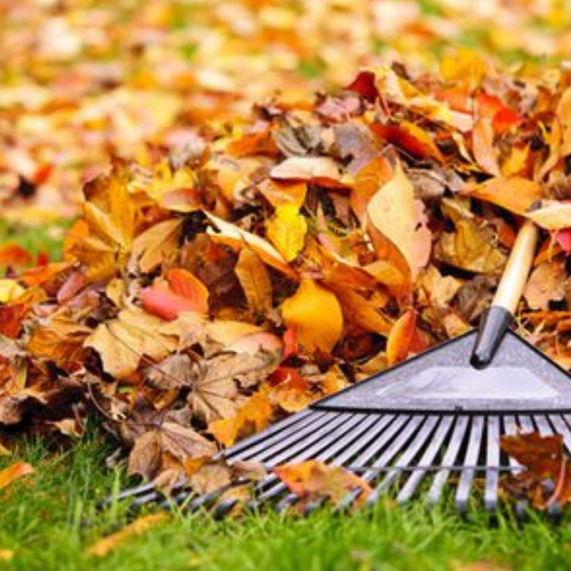 Lawn & Landscape Tips for the Fall
